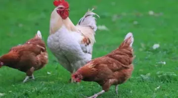 بورصة الدواجن اليوم.. أسعار الفراخ البيضاء وكرتونة البيض في الأسواق.